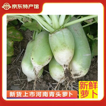 怀帮之佳【信阳农特产馆】固始新鲜青萝卜脆甜清脆水嫩 10斤 萝卜