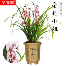 华香园绿植花卉 兰花苗四季建兰 【台北小姐】 红粉佳人 办公室内客厅鲜花盆栽金钱菖蒲不带花苞 台北小姐1棵5苗 不带花苞 裸根发货