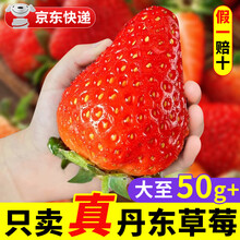 丹东草莓【JD多地次日达】红颜99奶油九九大草莓新鲜水果送礼品物 分享2斤装丨净重1.6斤 【轻奢品质】大果丨单果20-30g