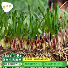 长耕山东红根韭菜根苗现挖宽叶紫根韭菜阳台盆栽寿光独根红蔬菜种子籽 独根红韭菜根1斤+1袋50g肥
