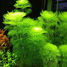 易养耐养好活不用水草泥的真水草活体水草植物绿菊蜈蚣水榕 大宝塔3颗一杯(带固定瓷环)