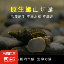 【京东配送】【已售百万】观赏清洁净化鱼缸残食除藻冷水原生螺 山坑螺1-2cm4备损1【共5只】