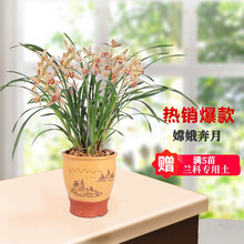 【新品促销】兰花苗 嫦娥奔月 建兰四季兰绿植花卉好养盆栽 嫦娥奔月3苗