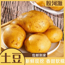 胶河源胶河源有机土豆现挖黄心土豆有机农场新鲜洋芋马铃薯当季生鲜蔬菜 胶河源【有机土豆】3斤
