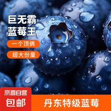 特级丹东粒大脆爽L25大蓝莓4盒 18mm-20mm大果净重450g