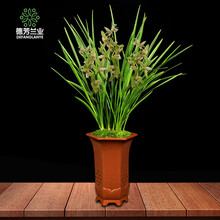 德芳兰业 兰花苗建兰 四季兰金针 带花苞 浓香味 室内花卉 植物盆栽 好养 4苗（不带花苞）连体带简易盆