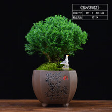 雾松盆栽绿植办公室电脑防辐射植物木本盆景室内卧室四季常青绿植 梅韵紫砂雾松（紫砂盆）+鸠