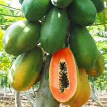 美农汇 木瓜种子台湾农友红妃CX037杂交矮生木瓜籽春季水果种子结果期早果形大 木瓜5粒试种【拆袋装】