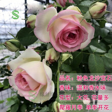 【带土带叶】月季花苗藤本大花灌木月季花苗蔷薇花苗阳台庭院室内花卉植物盆栽 藤本月季粉色龙沙宝石（爬藤） 带原装营养钵发货