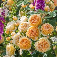 蔷薇花苗爬藤月季浓香型大花四季爬墙庭院开花不断玫瑰带花卉盆栽 【3颗】王妃带叶带原土发货 不含盆  20CM高度左右