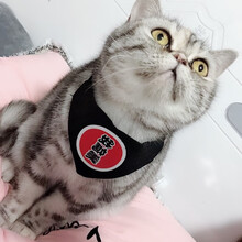 宠物围巾猫咪口水巾三角巾小猫围脖装饰可爱超萌猫领巾猫围巾 XS 超小型 吃货