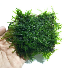 大三角垂泪火焰凤尾莫丝莫斯半球水草水族箱鱼缸造景活体 大三角莫斯8×8(买5送1)