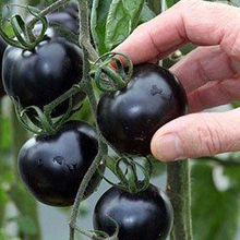 粉妞番茄种子番茄苗西红柿种子阳台盆栽四季播蔬菜籽高产 黑珍珠番茄苗6棵