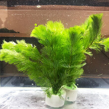 优鱼若宠（有水就能活）观赏水族鱼缸水草活体绿菊花蜈蚣草迷你九冠乌拉圭好养易活阴性水草 绿菊花3盆（18支）