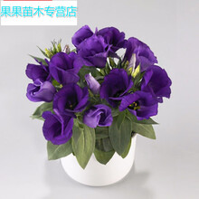 洋桔梗种子 商品搜索 京东