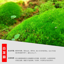 叹为观止 苔藓种子微景观DIY植物盆景假山装饰铺面盆栽造景鲜活青苔 12cmX8cm白发藓一盒