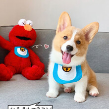 可爱宠物柯基口水巾卖萌三角巾博美泰迪围嘴围兜猫咪狗狗柴犬比熊围巾 哆唻A梦款 S-建议10斤内 猫狗通用