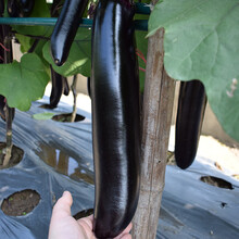 寿禾 蔬菜秧苗大全寿光四季蔬菜苗优质多种疏蔬莱菜苗种苗茄子幼苗番茄辣椒阳台盆栽农家家庭种植菜仔菜苗秧 【寿禾包装】黑豹长茄子苗 5棵