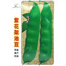 紫花架油豆扁豆种子 早熟高产抗病 无筋扁豆角芸豆蔬菜籽 春秋播
