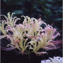 绿植彼岸花种子 曼珠沙华盆栽 彼岸花种球石蒜花 粉之媚2球+花盆+营养土 其他