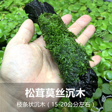 松茸莫斯三角火焰莫丝片摩丝鱼缸造景水族箱不锈钢定植莫斯片 松绿色 松茸莫丝沉木条