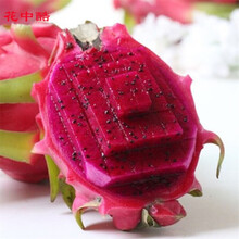 花中酷   红心火龙果 红心火龙果100粒种子