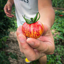 寿禾 珍珠瀑布小番茄种子/苗 串串樱桃西红柿春秋季播种蔬菜 串收圣女果苗冰淇淋番茄种籽种苗菜籽 花绣球番茄种子【红黄相间】2g装（约200粒）