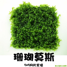 鱼缸沉木造景莫斯美凤水晶鹿角苔火焰珊瑚垂泪松茸怪厥大三角水草 珊瑚莫斯5*5一片