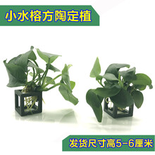 活体真水草植物水族箱装饰造景套餐绿菊蜈蚣草淡水懒人水草 小水榕方陶 2个1组