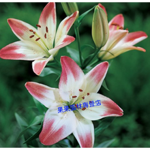 进口香水百合种球带芽四季绿植盆栽花卉种子百合花种子 棒棒糖不含盆