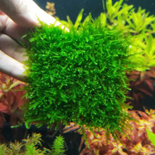 鱼官儿 莫斯水草活体大三角莫丝水族箱鱼缸造景套餐沉木莫斯树真水草 松茸莫斯 1片(8×8cm)