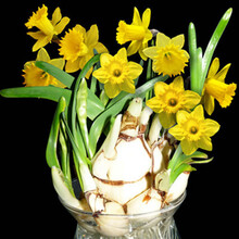 云杨 百合花种球薄荷种子种球波斯菊满天星含羞草康乃馨铃兰蓝莓苗牵牛花水仙太阳花郁金香 草莓苗草坪种子 水仙种球 1个含盆土