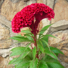 鸡冠花种子景观花种子花卉盆栽 冠状鸡冠花1000粒+2包肥
