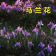 马兰花种子 马莲花 蝴蝶花 马蔺 四季播种矮生蓝色多年生宿根花籽 300粒