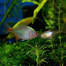 鱼游鱼戏 冷水清道夫吸鳅爬岩鳅观赏鱼冷水鱼贵爬不加温观赏鱼双吸盘 鳑鲏公母混10只3-4cm