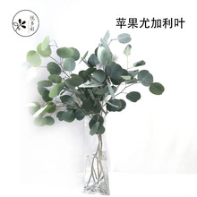 [悦多彩] 新鲜尤加利果尤加利叶 昆明基地直发 客厅小清新插花束 家居摆设 可做干树枝配花配草 苹果尤加利叶10支/把