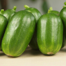 美农汇 金童玉女水果黄瓜种子迷你拇指小黄瓜盆栽四季播冬季温室无刺特色种植 金童水果黄瓜5粒