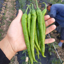 寿禾 辣椒种子大全特辣种籽朝天指天椒春季苗小米椒金螺丝杭椒线椒薄皮青椒泡椒辣子海椒七星椒寿光蔬菜种孑 杭椒7号【微辣】种子 50粒简装