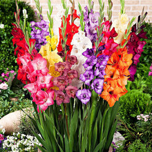 多年生球根花卉种子郁金香种球花毛茛花种子四季种易活韭兰风雨兰室内阳台盆栽彼岸花风信子铃兰香雪兰种球 剑兰种球混色  5个 不含盆