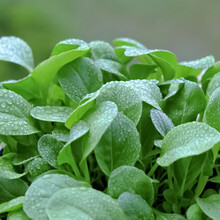 寿禾 家庭四季蔬菜种子大全种籽业阳台各种蔬菜种孑批发种植耐热蔬莱青菜菜籽菜子菠菜玉米罗卜辣椒茄子韭菜 鸡毛菜种子 50g