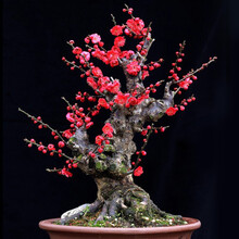 元井梅花盆栽老桩盆景红梅腊梅树苗好养花卉耐寒植物室内阳台庭院花苗 8年原生红梅 不含盆