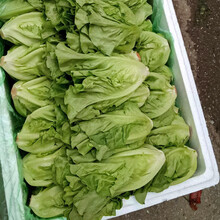 寿禾 生菜种子四季播紫色易种冬季蔬菜莱种圆奶油紫叶家庭种植速生寿光菜籽叶菜种籽 意大利生菜种子 50g【桶装优品】