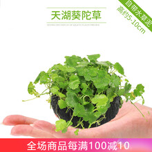 异景园鱼缸造景套餐活体水草植物阴性新手懒人水榕沉木活体真水草淡水无土植物增氧趴地矮珍珠 天湖葵陀草