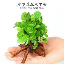 鱼缸水草造景水族箱活体有茎多头懒人沉木装饰阴性鱼缸水下水草 水罗兰沉木单头