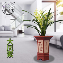 兰花苗 大凤素 建兰素心浓香四季兰花卉盆栽 大凤素5苗（关注送肥)