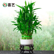 塔竹节节高竹塔富贵竹水竹发财招财竹水养竹子水培植物花卉室内客厅办公室桌面小绿植盆景带根好养防辐射小盆 小塔竹（带陶瓷盆+木架） 含盆