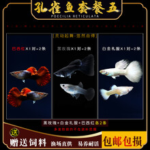 京兴宠具孔雀鱼灯科鱼冷水热带淡水清道夫锦鲤金鱼观赏鱼活体 杂袍孔雀鱼 孔雀鱼套餐 5