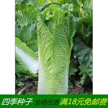 青麻叶大白菜种子新品种甜脆香季播蔬菜籽绍菜快菜直筒白菜种籽 50克装
