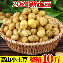 云南新鲜迷你小土豆10斤/5斤装黄心马铃薯洋芋 小土豆【带箱9-10斤】 乒乓球大小