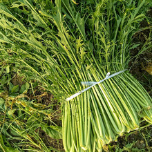 寿禾 雪里蕻种子雪里红芥菜雪菜种子腌菜新鲜蔬莱秋春季播种咸菜疏蔬菜种籽阳台家庭院种植大田种孑菜籽菜仔 寿禾九头鸟雪里蕻种子 10g原装
